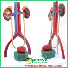 UROLOGY05(12425) Medical Science Human Urinary System Model for School Medical Education